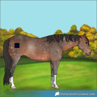 Horse Color:Brown 