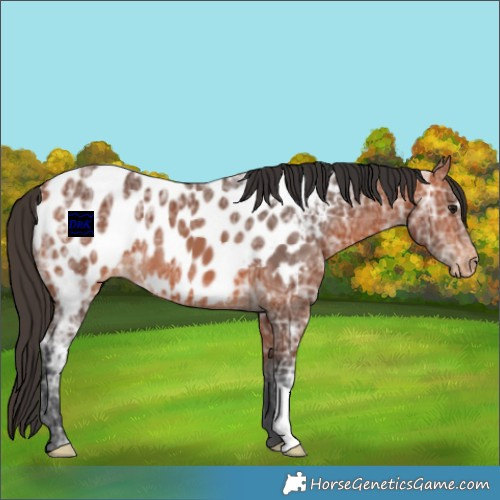 Horse Color:Bay Ice Appaloosa 