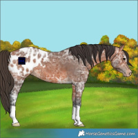 Horse Color:Bay Ice Appaloosa 