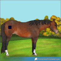 Horse Color:Bay Varnish 