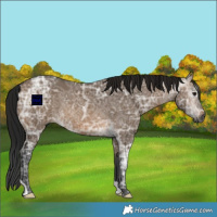 Horse Color:Gray Brown Ice Dun Rabicano 