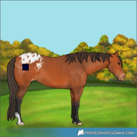 Horse Color:Bay Appaloosa