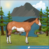 Horse Color:Bay Splash Frame 