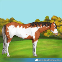 Horse Color:Bay Splash Frame