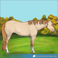 Horse Color:Red Dun Rabicano 