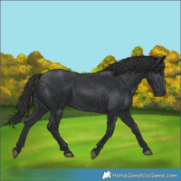 Horse Color:Black 