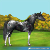 Horse Color:Midnight Black Tobiano