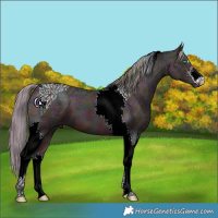 Horse Color:Watercolor Midnight Bay Ice Pearl Tobiano Appaloosa 