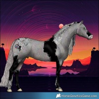 Horse Color:Watercolor Midnight Bay Ice Pearl Tobiano Appaloosa