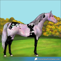 Horse Color:Nacre Watercolor Silver Black Ice Tobiano Appaloosa