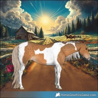 Horse Color:Chocolate Palomino Tobiano 