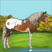 Horse Color:Chocolate Palomino Tobiano Snowcap