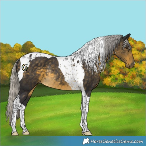Horse Color:Silver Buckskin Tobiano Rabicano