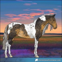 Horse Color:Silver Buckskin Tobiano Rabicano