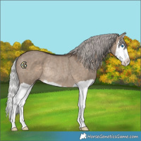 Horse Color:Silver Brown Dun Splash Rabicano 