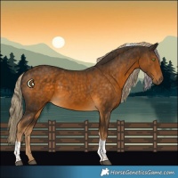 Horse Color:Chocolate Palomino Tobiano 