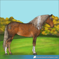 Horse Color:Chocolate Palomino Tobiano 