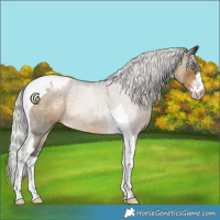 Horse Color:Gray White Spotted Silver Buckskin Pearl Tobiano Appaloosa