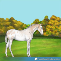 Horse Color:White Spotted Silver Perlino Blanket