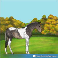 Horse Color:Silver Smoky Black Tobiano Rabicano 