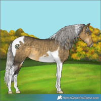 Horse Color:Silver Buckskin Dun Tobiano 