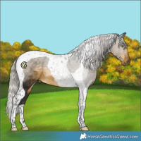 Horse Color:Silver Buckskin Tobiano