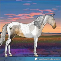 Horse Color:Silver Buckskin Tobiano