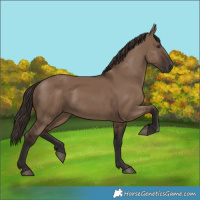 Horse Color:Liver Red Dun Rabicano 