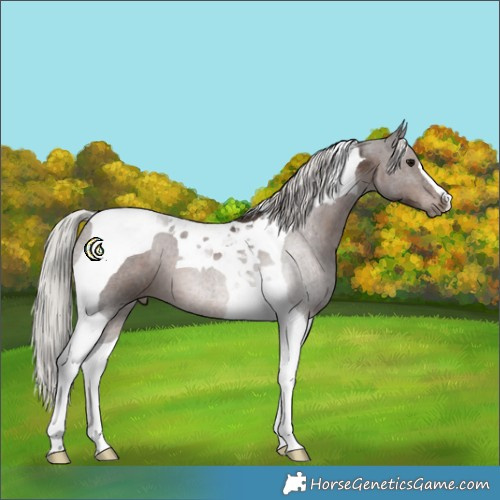 Horse Color:Silver Black Tobiano 