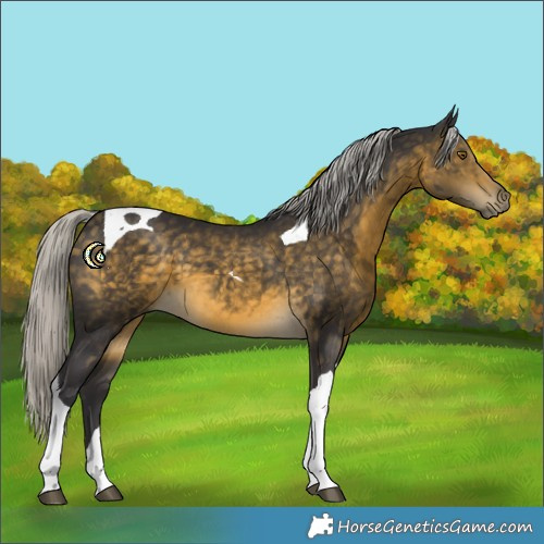 Horse Color:Silver Buckskin Tobiano