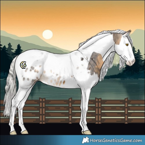 Horse Color:Silver Buckskin Splash Tobiano Appaloosa 