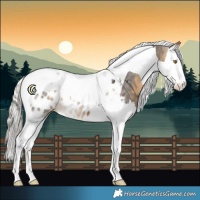 Horse Color:Silver Buckskin Splash Tobiano Blanket