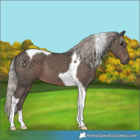 Horse Color:Silver Black Tobiano