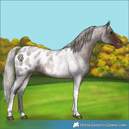 Horse Color:Silver Brown Roan Tobiano Appaloosa
