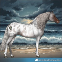 Horse Color:Silver Brown Roan Tobiano Appaloosa 