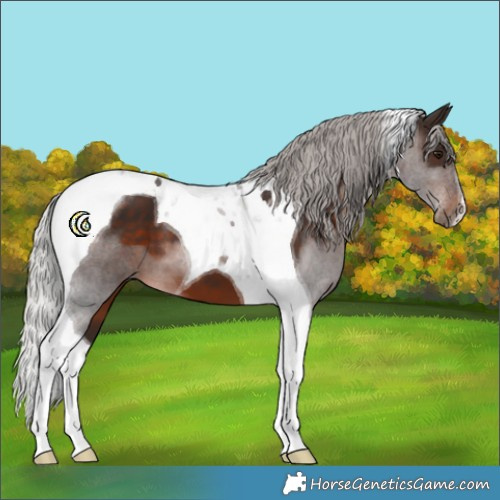 Horse Color:Silver Brown Tobiano 