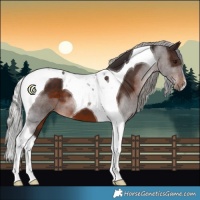 Horse Color:Silver Brown Tobiano 