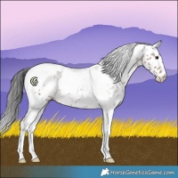 Horse Color:Brown Tobiano Appaloosa 