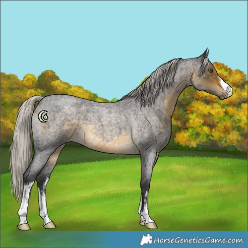 Horse Color:White Spotted Silver Buckskin Roan 