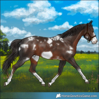 Horse Color:White Spotted Liver Chestnut Frame