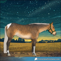 Horse Color:Silver Buckskin Tobiano