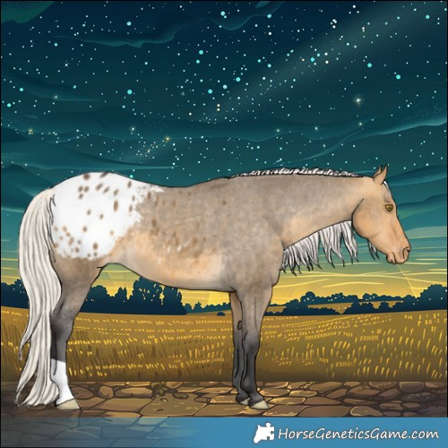 Horse Color:Silver Buckskin Dun Blanket 