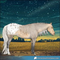 Horse Color:Silver Buckskin Dun Appaloosa 