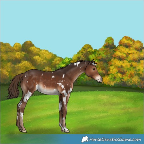 Horse Color:White Spotted Liver Chestnut Rabicano 