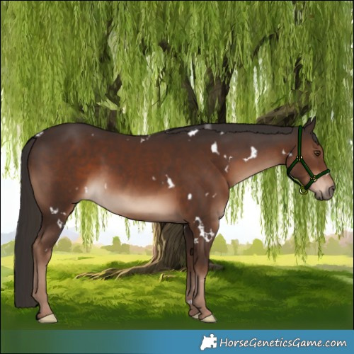 Horse Color:White Spotted Liver Chestnut Rabicano 