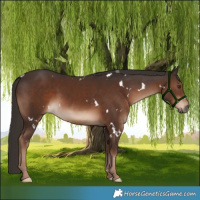 Horse Color:White Spotted Liver Chestnut Rabicano