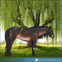 Horse Color:White Spotted Brown Rabicano