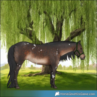 Horse Color:White Spotted Brown Rabicano