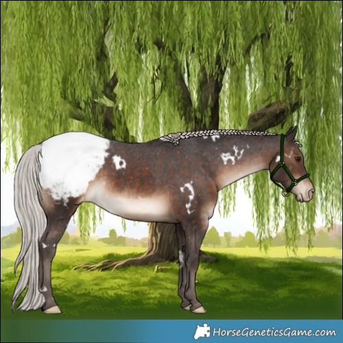 Horse Color:White Spotted Silver Brown Appaloosa Rabicano 