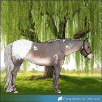 Horse Color:White Spotted Silver Brown Snowcap Rabicano 